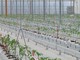 Bayer apre le porte all’innovazione, nuove serre hi-tech a Latina