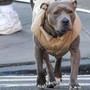 Milano, carabinieri provano ad arrestare un 69enne ma il suo pittbull non ci sta e azzanna