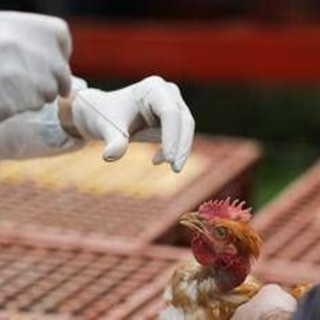 Aviaria, in Lombardia primo caso umano di A H9N2 rilevato in Europa Aviaria, in Lombardia primo caso umano di A H9N2 rilevato in Europa