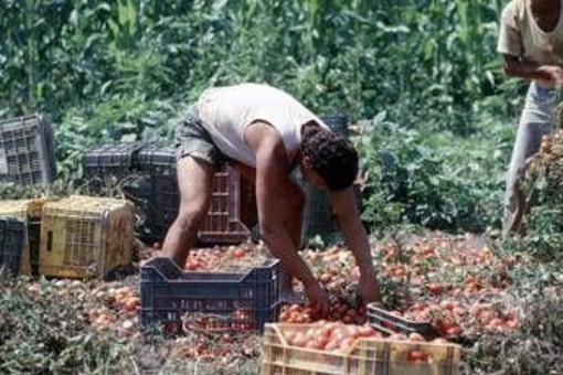 Crisi nei campi, lavoratori agricoli sempre più anziani e 1 su 2 è straniero Crisi nei campi, lavoratori agricoli sempre più anziani e 1 su 2 è straniero