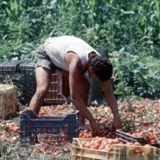 Crisi nei campi, lavoratori agricoli sempre più anziani e 1 su 2 è straniero Crisi nei campi, lavoratori agricoli sempre più anziani e 1 su 2 è straniero