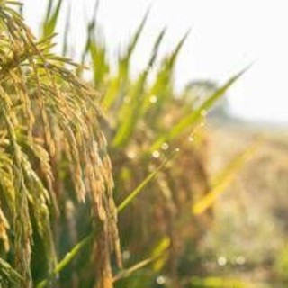 Confagricoltura: "Il futuro della terra passa dalle tecnologie, oggi precision farming al 10%" Confagricoltura: "Il futuro della terra passa dalle tecnologie, oggi precision farming al 10%"