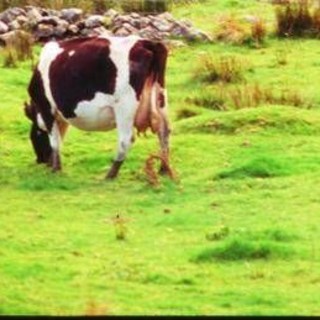 Aviaria, trovati anticorpi in una mucca nei Paesi Bassi: prima volta fuori dagli Usa Aviaria, trovati anticorpi in una mucca nei Paesi Bassi: prima volta fuori dagli Usa