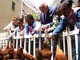 Reali e pollai, Carlo e Meghan: "I know my chickens" Reali e pollai, Carlo e Meghan: "I know my chickens"