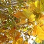 Equinozio d'Autunno con calo delle temperature minime, piogge venerdì poi weekend di sole Equinozio d'Autunno con calo delle temperature minime, piogge venerdì poi weekend di sole