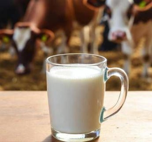 Latte crudo, la moda riprende quota in Usa. L'allarme dei medici: "Gravi rischi" Latte crudo, la moda riprende quota in Usa. L'allarme dei medici: "Gravi rischi"