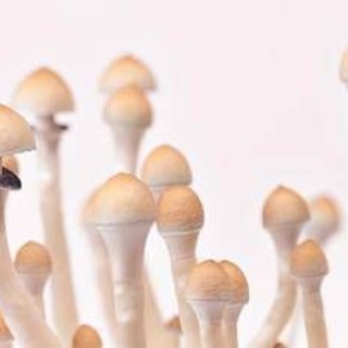 Fungo allucinogeno contro la depressione resistente, trattamento al via in Italia