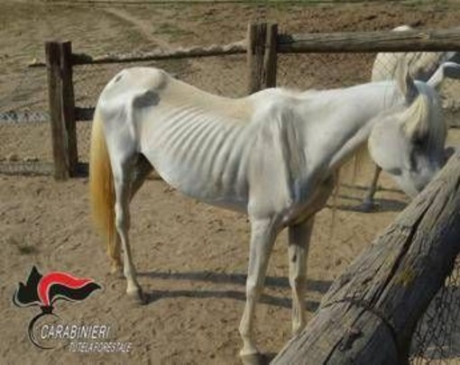 Asti, 12 cavalli denutriti salvati da allevamento e trasferiti nel varesotto