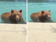Orso si intrufola in un'abitazione privata per... un tuffo in piscina - Il video Orso si intrufola in un'abitazione privata per... un tuffo in piscina - Il video