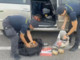 Porto di Civitavecchia, maxi sequestro di tabacco proveniente dall’Algeria Porto di Civitavecchia, maxi sequestro di tabacco proveniente dall’Algeria