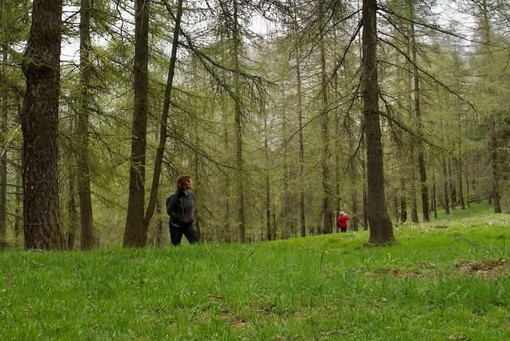 Al via il “laboratorio di terapia forestale” per giovani in valle Maira Al via il “laboratorio di terapia forestale” per giovani in valle Maira