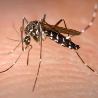 Prosegue l'impegno del Comune di Racconigi nella lotta alle zanzare