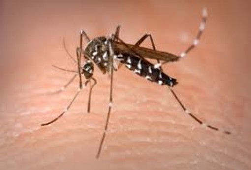 Zanzara Zika: in piemonte nessun problema. Per ora