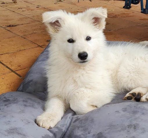 Ritrovata Zara, la tenerissima cucciola di pastore svizzero bianco di appena 2 mesi
